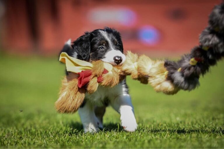 Border collie przejmuje energię!