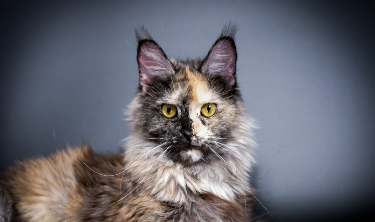 Okiem Hodowcy: Maine Coon