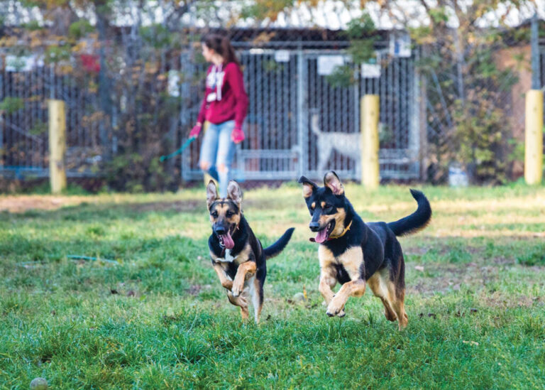 10 mitów dotyczących adopcji psów