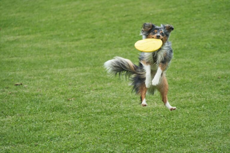 Jak nagradzać w treningu frisbee?