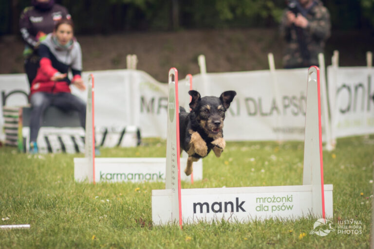 Jak zacząć trenować flyball?