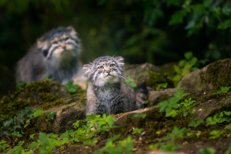 Manul – najdziwniejszy kot świata