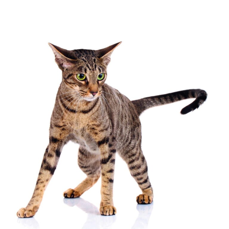 Ocicat – ocelot kanapowy