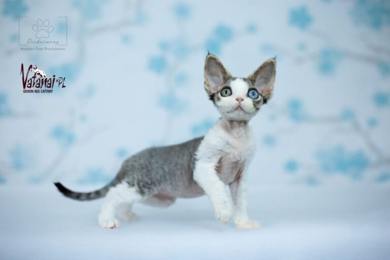 OKIEM HODOWCY: Devon Rex