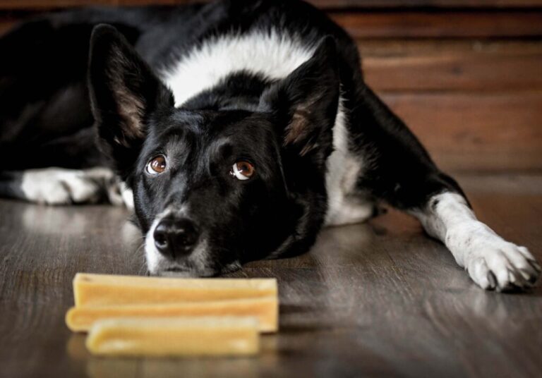 Jak skutecznie zmęczyć border collie?