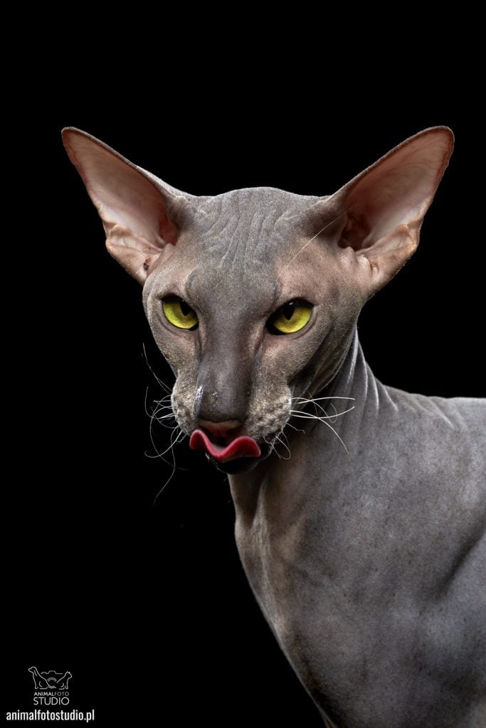 OKIEM HODOWCY: Peterbald