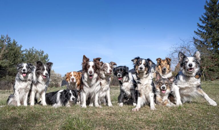 KLASYKA CZY RÓŻNORODNOŚĆ? Dziedziczenie umaszczeń u border collie