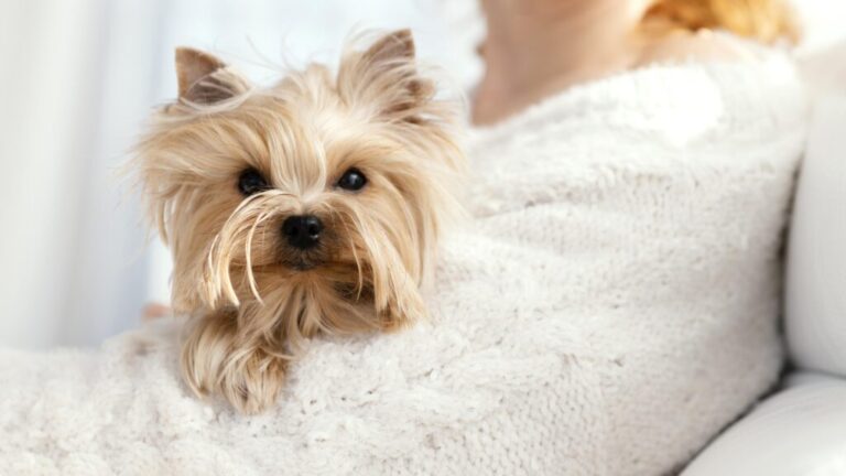 Yorkshire terrier – łowca w ciele przytulanki