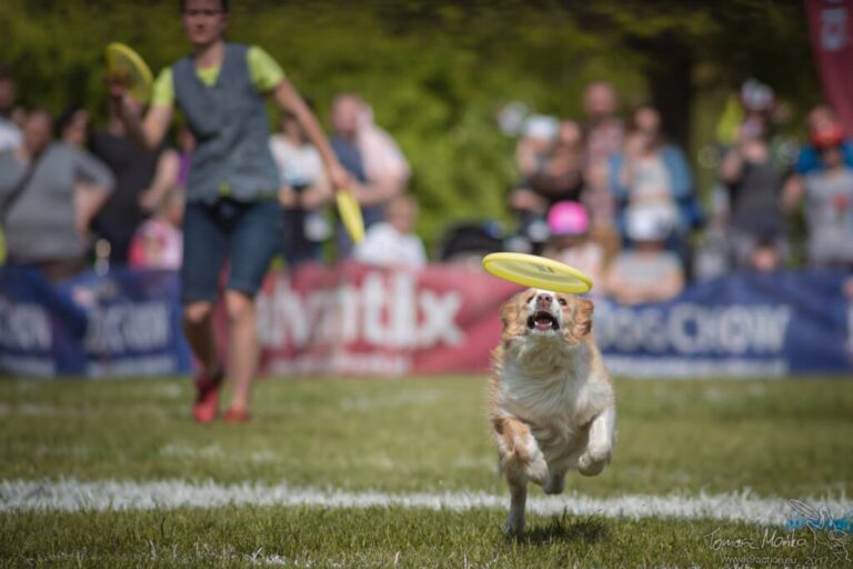 Obieg w dogfrisbee – czy naprawdę taki ważny?