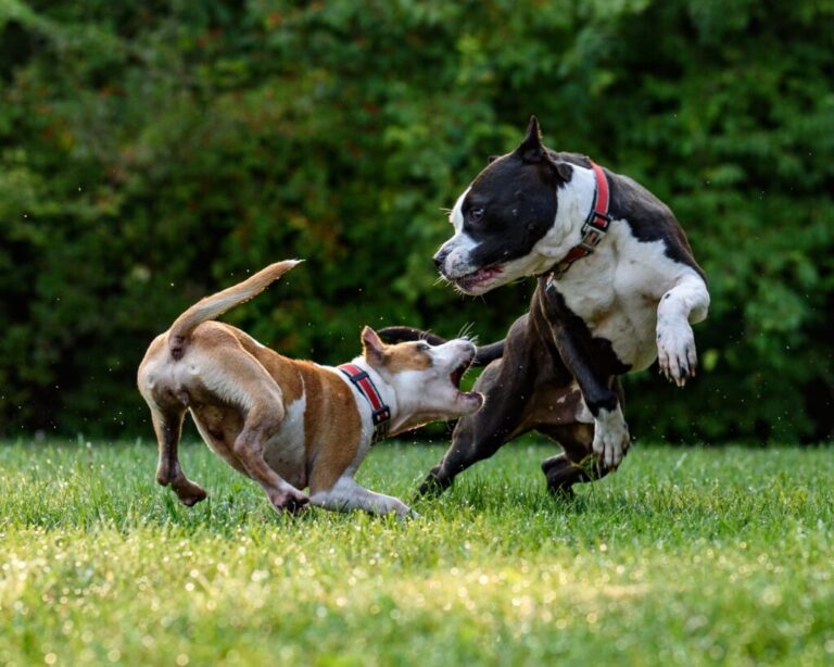 Amstaff: Od gladiatora do sportowca