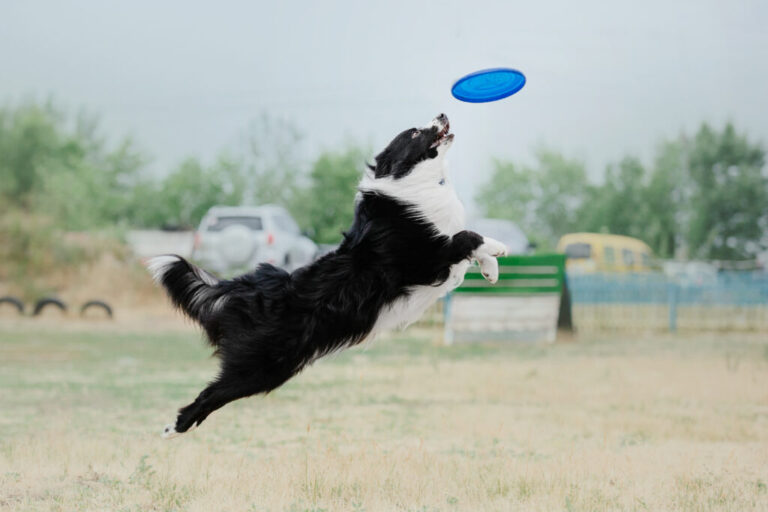 Zimowy powrót do podstaw frisbee!