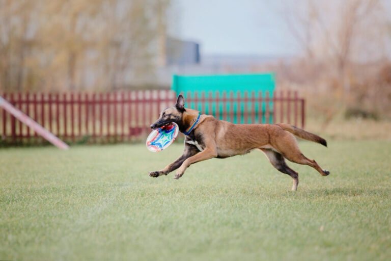 Wysokie emocje we frisbee