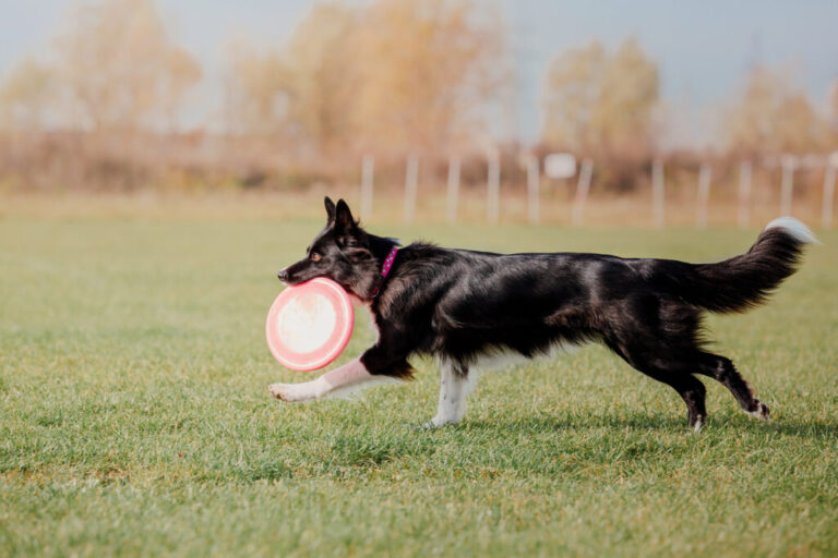 Aport we frisbee – o czym warto pamiętać?