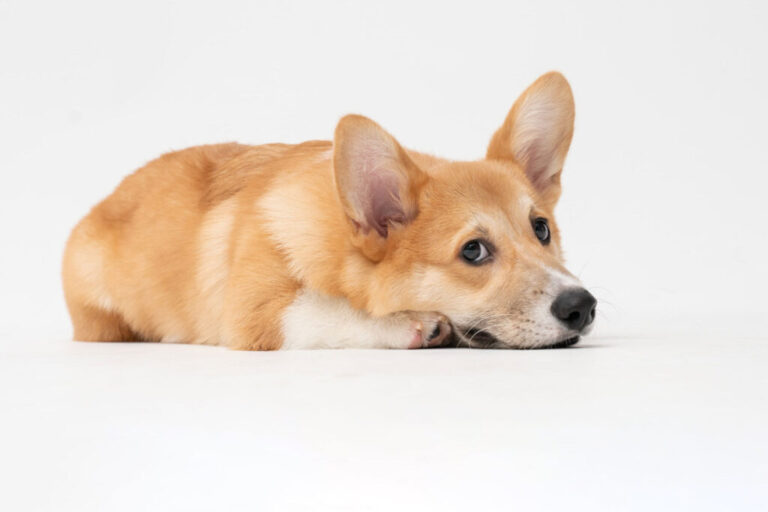 Wierzchowce wróżek na parkurze: WELSH CORGI CARDIGAN i WELSH CORGI PEMBROKE