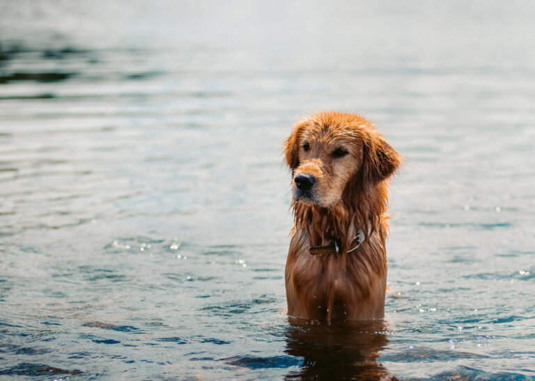 Golden Retriever: Radość na wagę złota