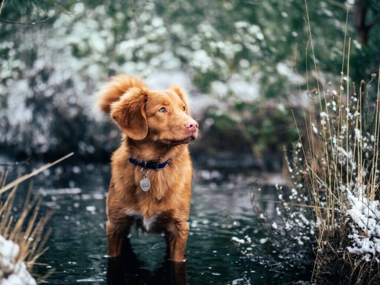 Nova Scotia Duck Tolling Retriever