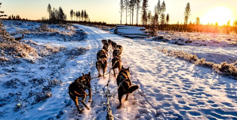 Husky – żywioł nie do zatrzymania