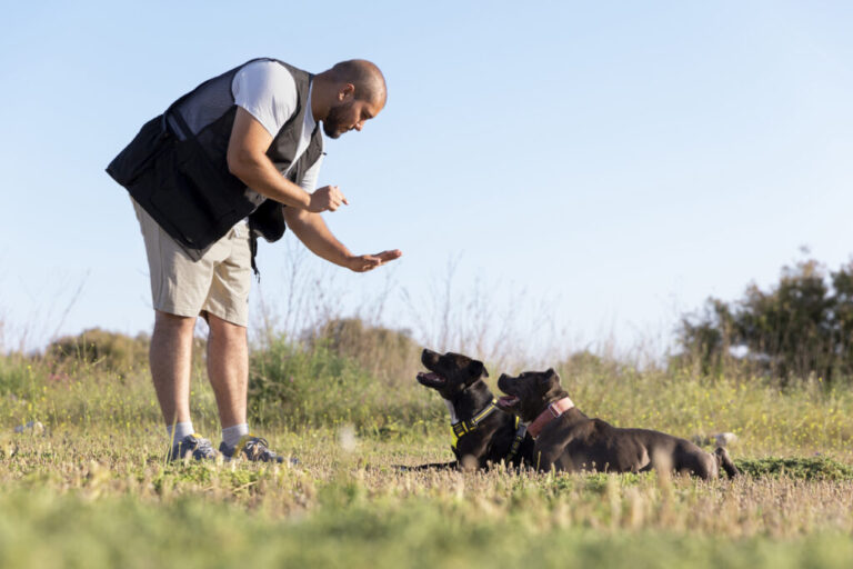 Jak przygotować psa do zawodów obedience?