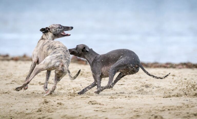 Whippet inteligentny sportowiec