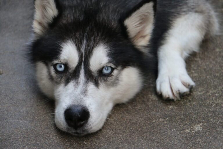 Rakieta północy – SIBERIAN HUSKY