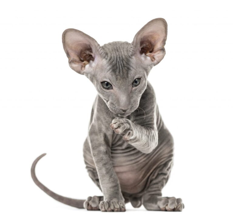 Peterbald – kocie dziecko