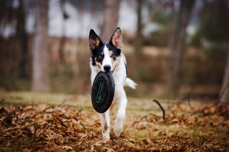 Dogfrisbee, czyli różnorodność!