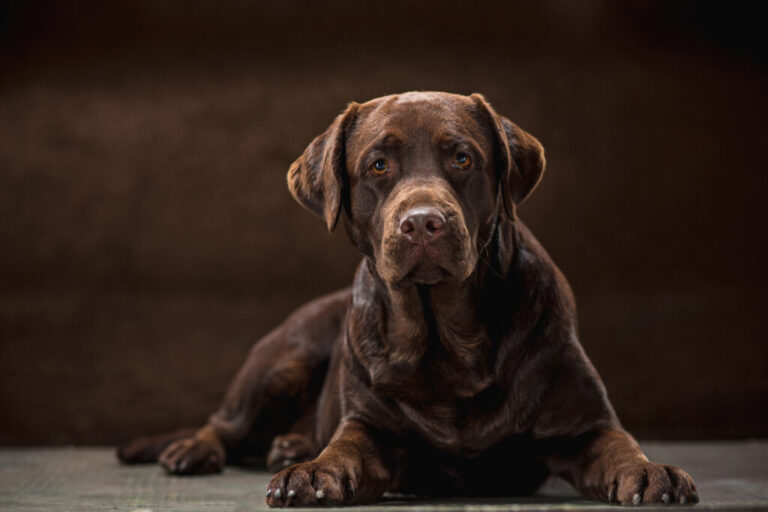 Labrador retriever: apetyt na pracę