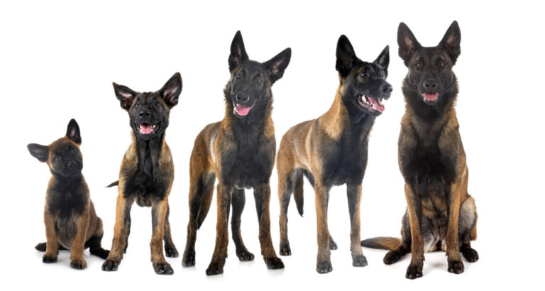 Zawsze na posterunku – owczarek belgijski malinois