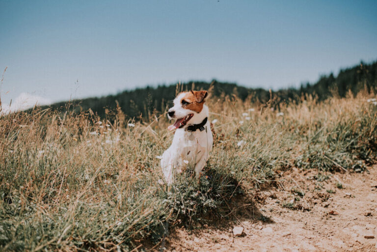 Jack russell terrier – siła charakteru